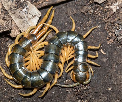 scary insects|creepy insects pictures.